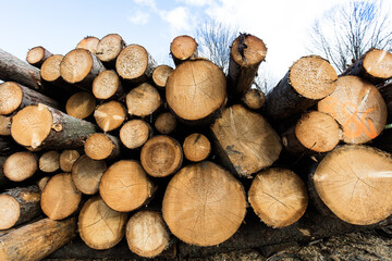 Stos świeżego pociętego drewna  na tle niebieskiego nieba © kubikactive