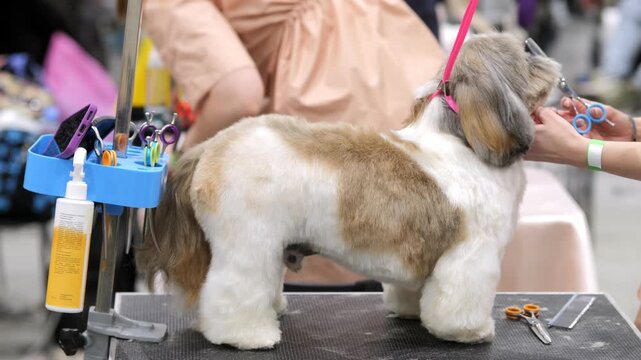 Shih Tzu dog getting groomed at pet show. Professional stylist trims fur with scissors. Blue caddy holds grooming tools nearby. Dog stands calmly on black grooming table