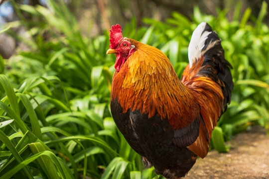 Rooster with orange gold hackles on garden path in Madeira