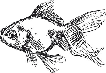 Obraz premium hand drawn goldfish sketch with flowing fins and detailed line art illustration