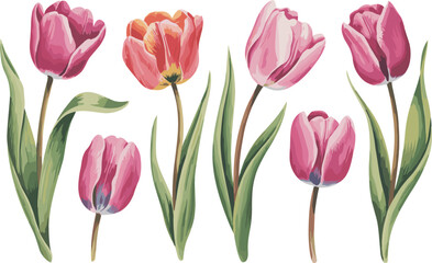 Fototapeta premium Colorful tulip flower set with pink and orange blossoms, isolated spring floral vector illustration