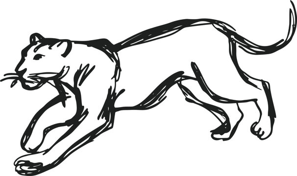 Black panther walking in stealthy pose big wild cat sketch with strong muscles and long tail