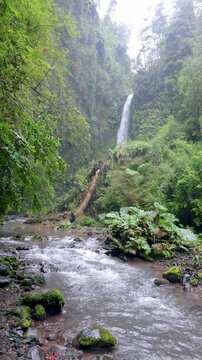 Puerto Octay, Chile - 22 de febrero de 2026: R&iacute;o Blanco Las Cascadas y Salto Las Cascadas al fondo, rodeados de bosque nativo. Se ubica cerca del pueblo de Las Cascadas.