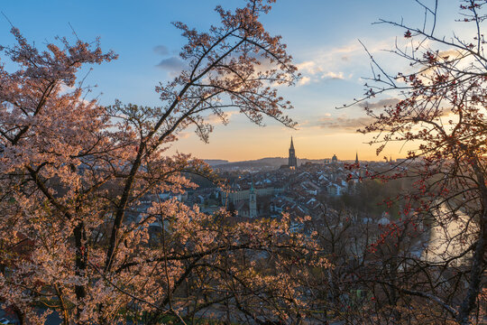 Spring cityscape at sunset framed by blooming cherry blossoms with historic old town skyline and cathedral spire