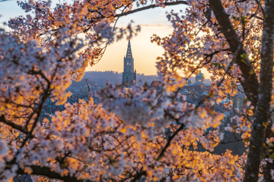 Spring city skyline framed by blooming cherry blossoms at sunset with historic cathedral tower in the distance