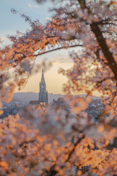 Spring city skyline with historic church tower framed by blooming cherry blossoms at sunset