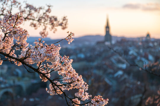 Cherry blossom branch in bloom with soft city skyline and church tower at sunset, springtime landscape with bokeh background