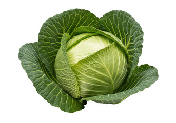 Obraz premium A green cabbage with its leaves wrapped around it