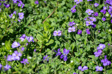 Obraz premium purple flowers in the garden