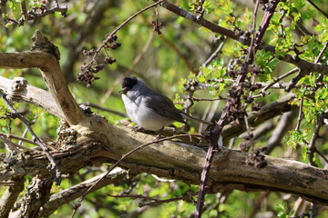 Obraz premium the male Eurasian blackcap (Sylvia atricapilla)