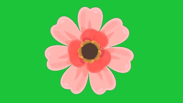 pink flower with soft petals and dark center on green background simple loop animation for floral design