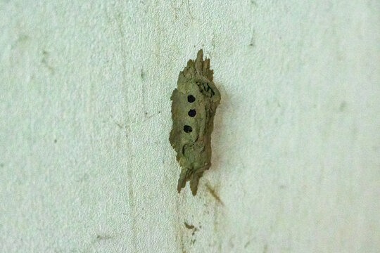 Macro shot of a mud dauber wasp nest with three exit holes attached to a white wall. Ideal for pest control services, insect architecture, and nature survival concept.