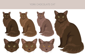Fototapeta premium York chocolate Cat clipart. All coat colors set. All cat breeds characteristics infographic. Vector illustration
