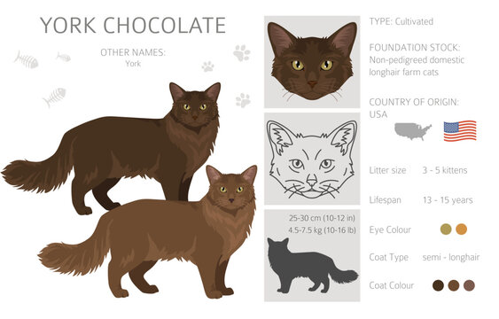 York chocolate Cat clipart. All coat colors set.  All cat breeds characteristics infographic. Vector illustration