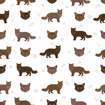 York chocolate Cat clipart. All coat colors set.  All cat breeds characteristics infographic. Vector illustration