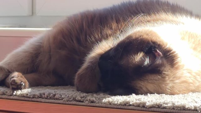 Macro shot of a cute Siamese cat sleeping on a carpet in the sun