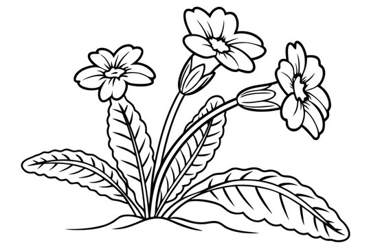 coloring page lineart the primrose flower black vector