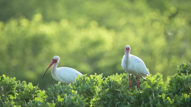 Two Libis on branch with beautiful light