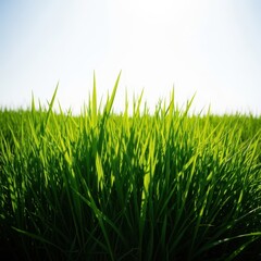 Fototapeta premium A dense patch of vibrant green hound grass growing rapidly in an open field under natural sunlight. Useful background texture, meadow, garden, fresh