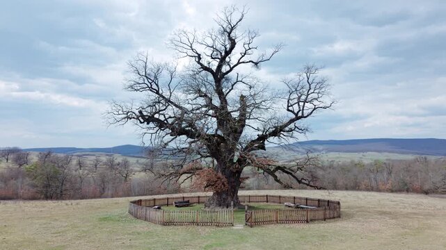 Ancient 900-year-old oak tree, Transylvania