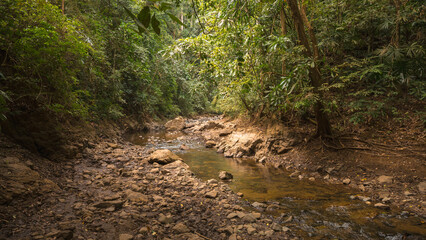 Small river flowing through the dense tropical jungle of Panama - Chagres National Park © LaraIris
