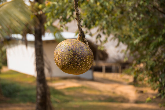 Calabash fruit hanging from a tree in an indigenous Embera village, Chagres National Park, Panama