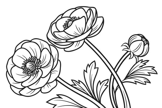 coloring page line art the ranunculus flower black vector