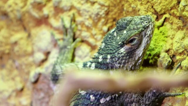 Lizard with textured skin and distinct coloration rests on a rocky surface, showcasing gradual movement and detail in its environment across three sequential frames