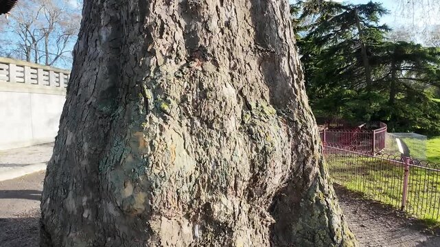 Giant old tree nakes branches in a park