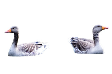 Greylag geese couple swimming in tranquil pond © Ulrich