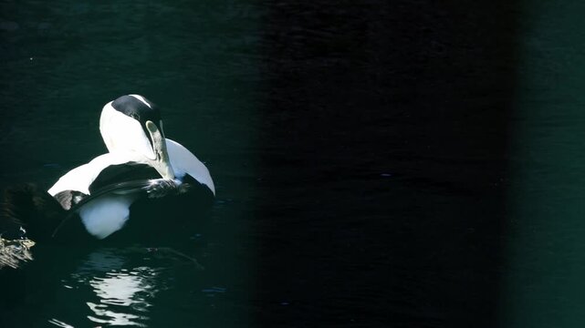 Male common eider duck preens its feathers while floating on calm water, showcasing its distinctive plumage and serene aquatic environment in natural light