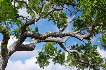 Obraz premium Large Mature Oak Tree Against A Blue Sky