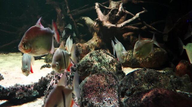 School of tropical fish swimming gracefully around rocky substrate and submerged roots in a vibrant aquarium environment with natural lighting effects