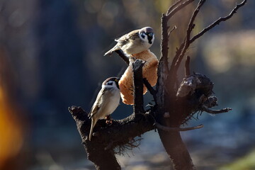 Fototapeta premium Sparrows peck at a crust of bread on a spring day