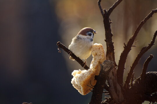 Sparrows peck at a crust of bread on a spring day