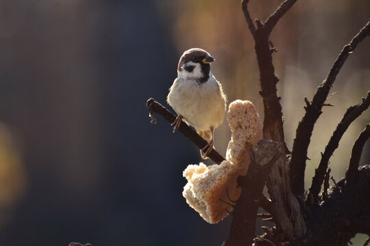 Sparrows peck at a crust of bread on a spring day