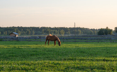 Naklejka premium Brown horse grazing in a green meadow at sunset on a rural farm, symbolizing peaceful rural life and connection with nature.