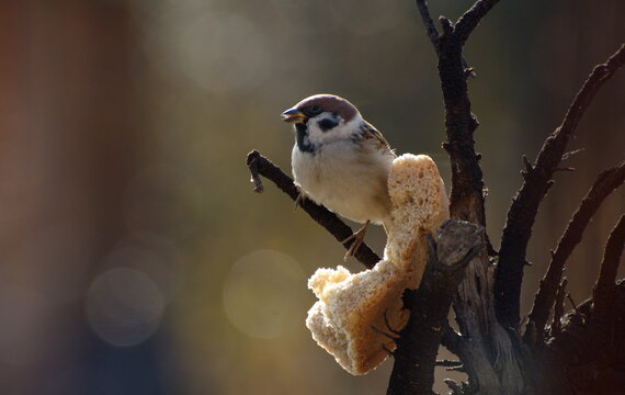 Sparrows peck at a crust of bread on a spring day