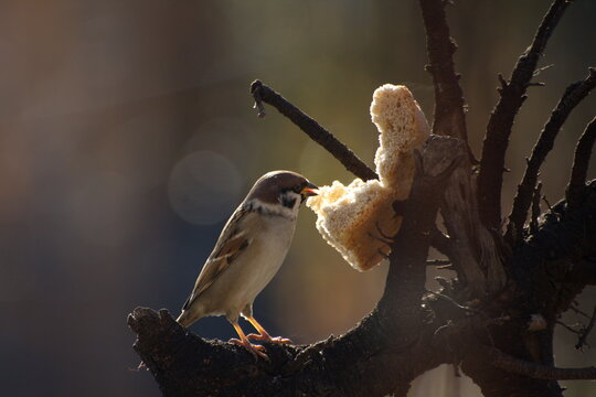 Sparrows peck at a crust of bread on a spring day