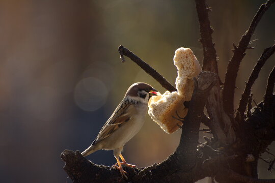 Sparrows peck at a crust of bread on a spring day
