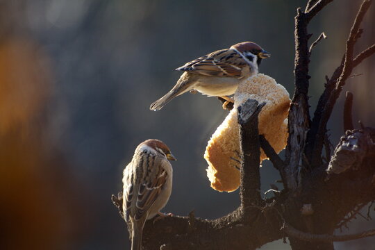 Sparrows peck at a crust of bread on a spring day