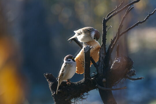 Sparrows peck at a crust of bread on a spring day