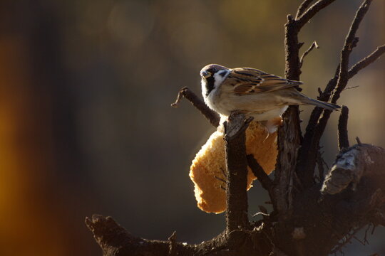 Sparrows peck at a crust of bread on a spring day