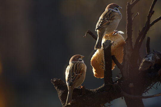 Sparrows peck at a crust of bread on a spring day