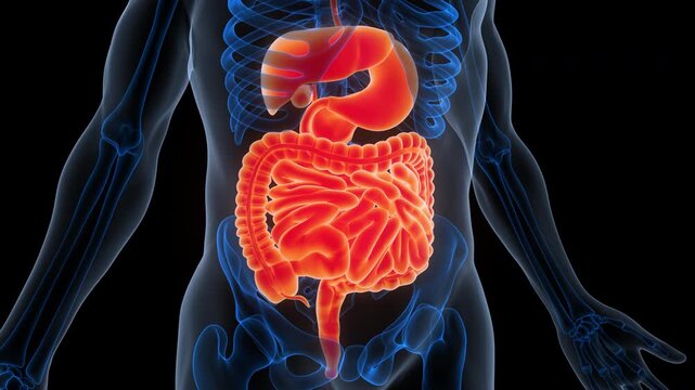 Human Digestive System Anatomy Animation Concept