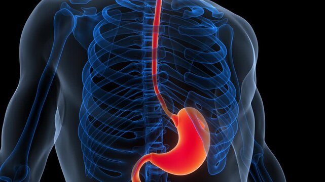 Human Digestive System Stomach Anatomy Animation Concept