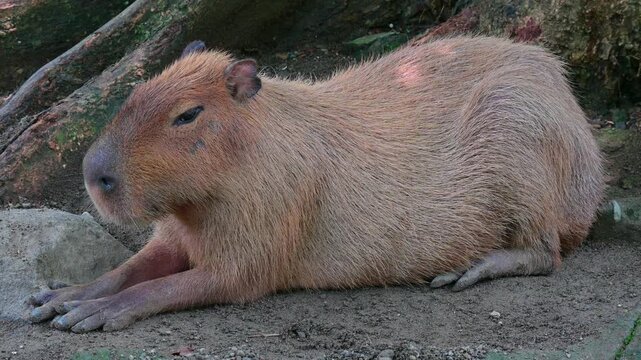 capybara under the tree