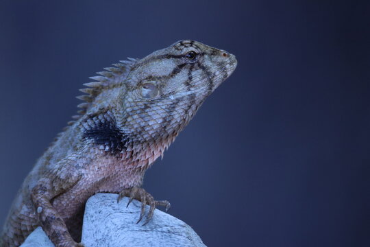 Calotes versicolor sur pierre avec profondeur de champ