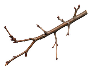 Fototapeta premium A bare tree branch with numerous small, dormant buds