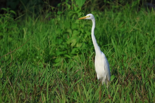 Grande aigrette (Ardea alba) dans herbe verte humide